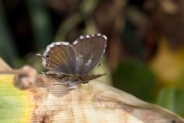Le Brun des plargoniums (Lpidoptre - Lycaenidae - Cacyreus marshalli)